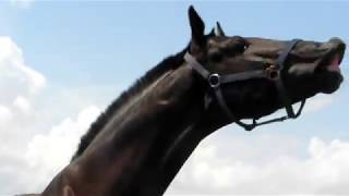 Horse Song Contest