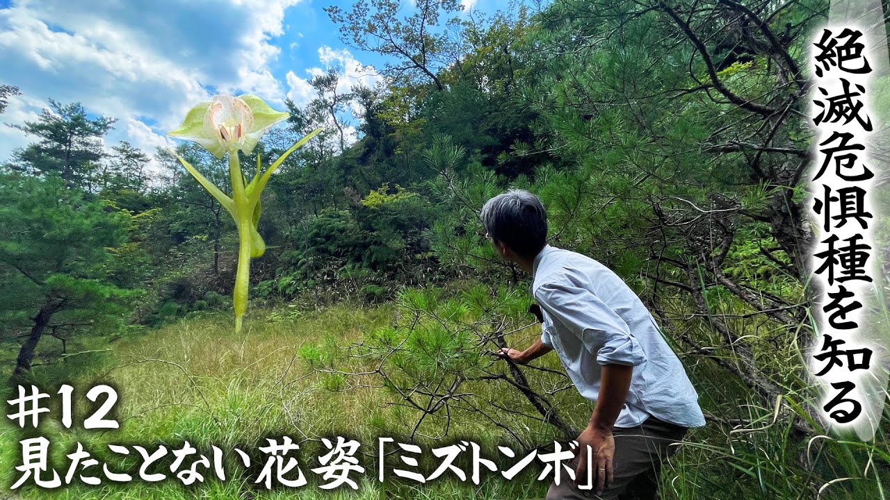 絶滅危惧種】第12回「湿地に自生するラン『ミズトンボ』」【本田高史