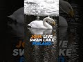 Watch the beauty of nature live 🦢  — peaceful swan stream, 24/7.