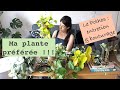 Ma plante prfre  le pothos entretien et collection