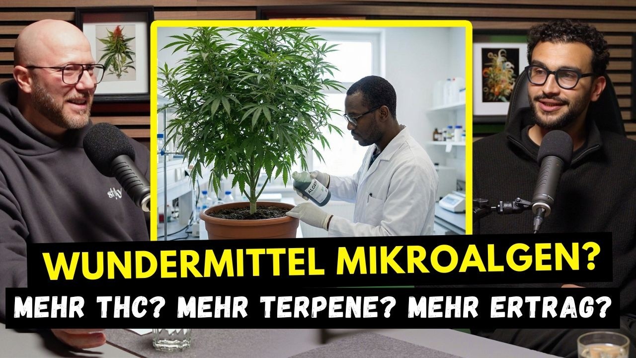Wundermittel Mikroalgen?   Mehr Ertrag? mehr Terpene? mehr Wirkstoff?