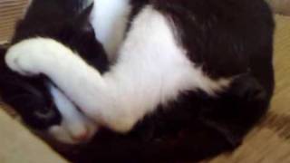Beba giving birth to black kitten by Ellinikoscat 3,527 views 14 years ago 2 minutes, 15 seconds