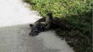 Hawk catches Blue Jay