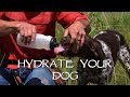 Getting Dogs Water In The Field - Gun Dog Training Quick Tips