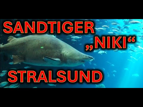 Sandtigerhai Niki ist