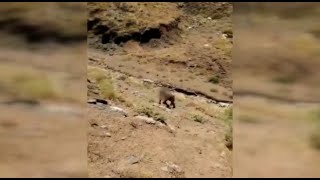 Hakkari'de bir teröristin teslim olma anı...