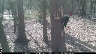 March 6, 2021 PA Trail Cam Footage Browning FHD Spec Ops Recon Force Deer Turkeys Woodpecker