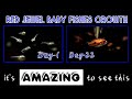 all about red jewel breeding and new born babies growth in 22 days #my_home_fish_aquarium