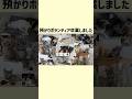 総勢36匹の保護猫たちへ。たくさんの愛と奇跡をありがとう #shorts #預かりボランティア