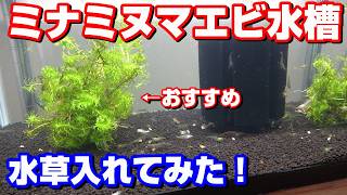 絶好調のミナミヌマエビ水槽　水草入れた！