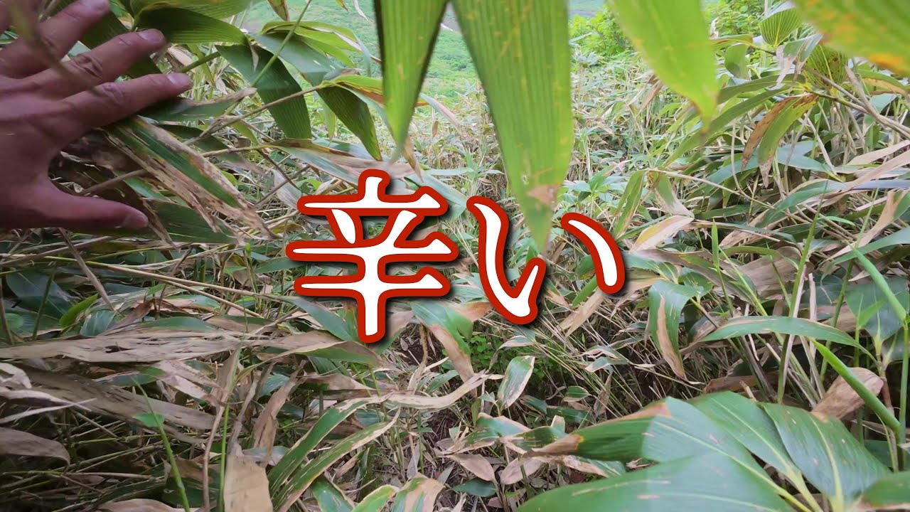 感動とは裏腹に辛かった美瑛岳からの下山