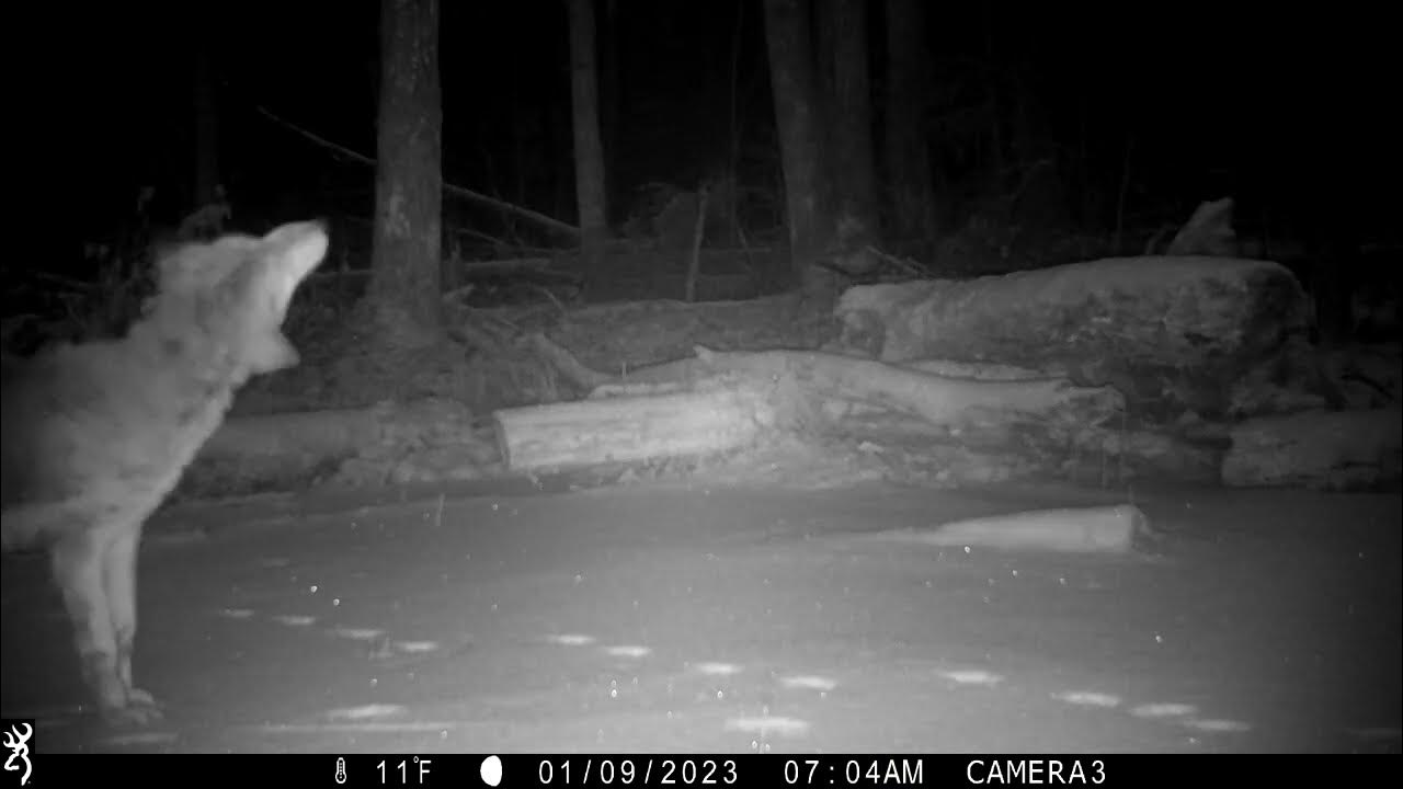 2023 Predator Contest Sandy Cutting, Vermont YouTube