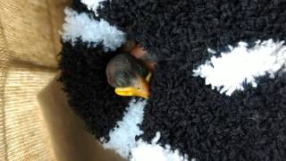 The Sparrow Diaries: Saving a Wild Bird's Life. Our Story-Day 1 The Rescue by weliveinspired 219 views 6 years ago 1 minute, 33 seconds