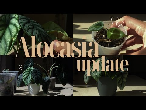 Alocasias update | Pot upsizing | Dragon scale, Black velvet, Polly