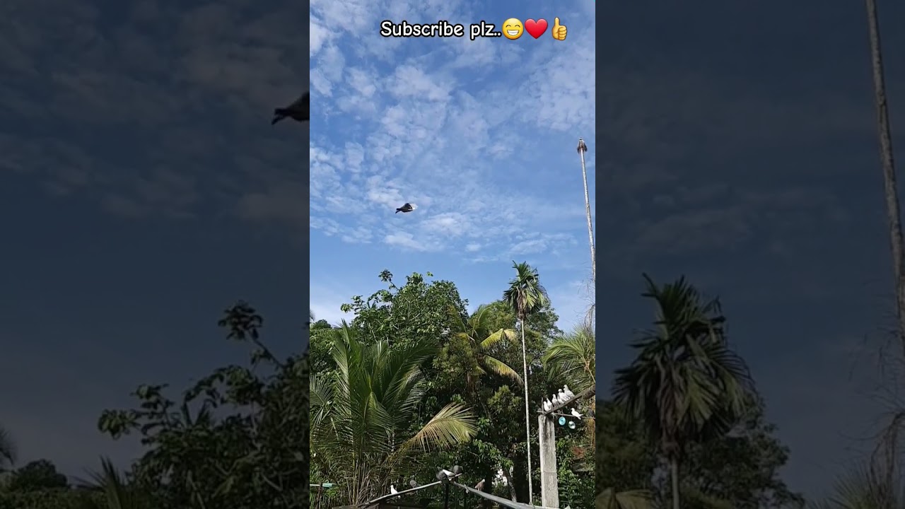 aRt oF wiNGs ❤️❤️🕊️🕊️🕊️