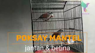 Suara Poksay Mantel Jantan dan Betina    #poksaymantel #poksaymedan