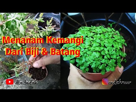 Cara Menanam Kemangi dengan Mudah 