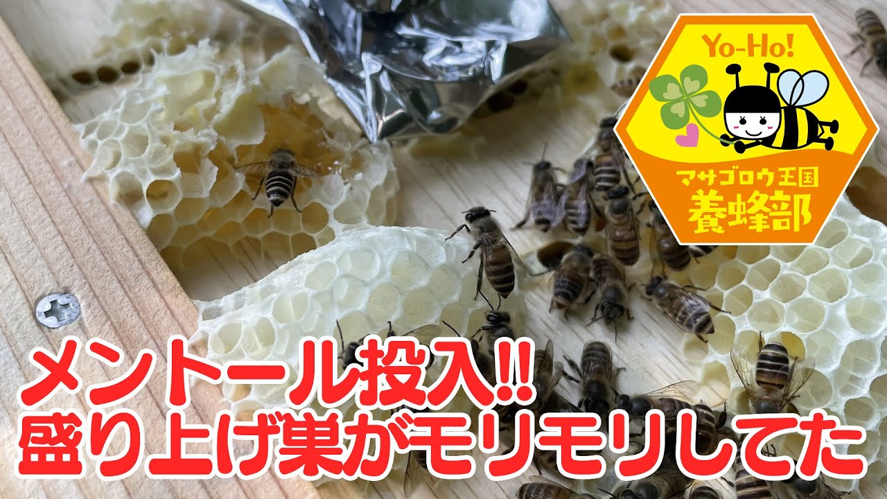 二ホンミツバチ養蜂中♪】メントール投入！盛り上げ巣がモリモリしてた