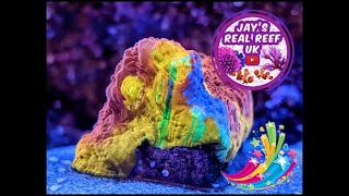 Down On The Reef - The Recovery (Try not to dance reefing challenge) 🕺💃 by Jay's Real Reef UK 1,582 views 3 years ago 3 minutes, 59 seconds