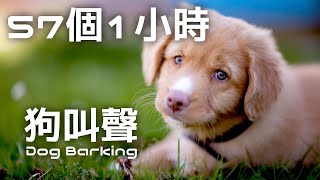 youtuber動物系列57個狗叫聲音效| youtuber Streamer use Dog Barking Sound Effect 42