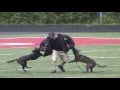 School Protection Dogs - A Message From Mark Gomer School Protection Dogs - A Message From Mark Gomer