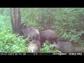 Wild Hogs with pine Tar/Mežacūkas