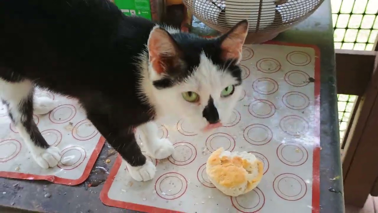 Meet Fred the rooster 🐓🐓🐓