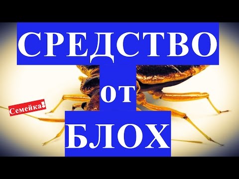 Как избавиться от БЛОХ в квартире. Средство. Как вывести. В доме. Народными средствами. Блохи. Вош