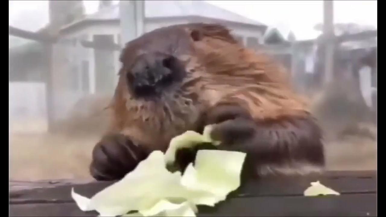 Beaver eating cabbage. 😊 YouTube