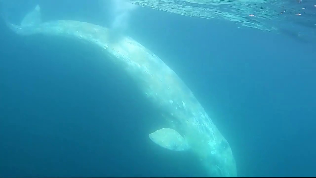 速報】三宅島にコククジラが姿を現した！動画撮影に成功 | ダイビング