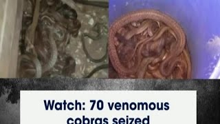 Watch: 70 venomous cobras seized - ANI News