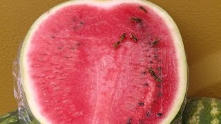 Есть мнение: как правильно выбрать арбуз