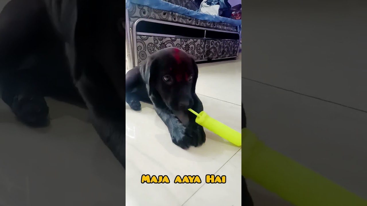 Holi celebration Krta Hua Labrador Dog N Attack Kiya || Ghost Prank Public Reaction Il Desi Holi