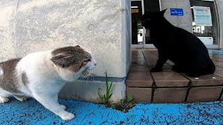 雨宿りしようと軒先にやって来た黒猫だったがそこには嫌な先輩猫がいて。。。