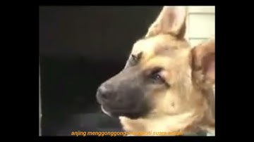 Reaksi Anjing Saat Mendengar Suara Adzan, Menggetarkan..