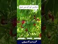 نیکٹرین اور آڑو میں فرق