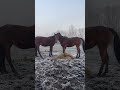 Возмущается по лошадиному😊 #animals #nature #village #horse #лошади #деревня #природа