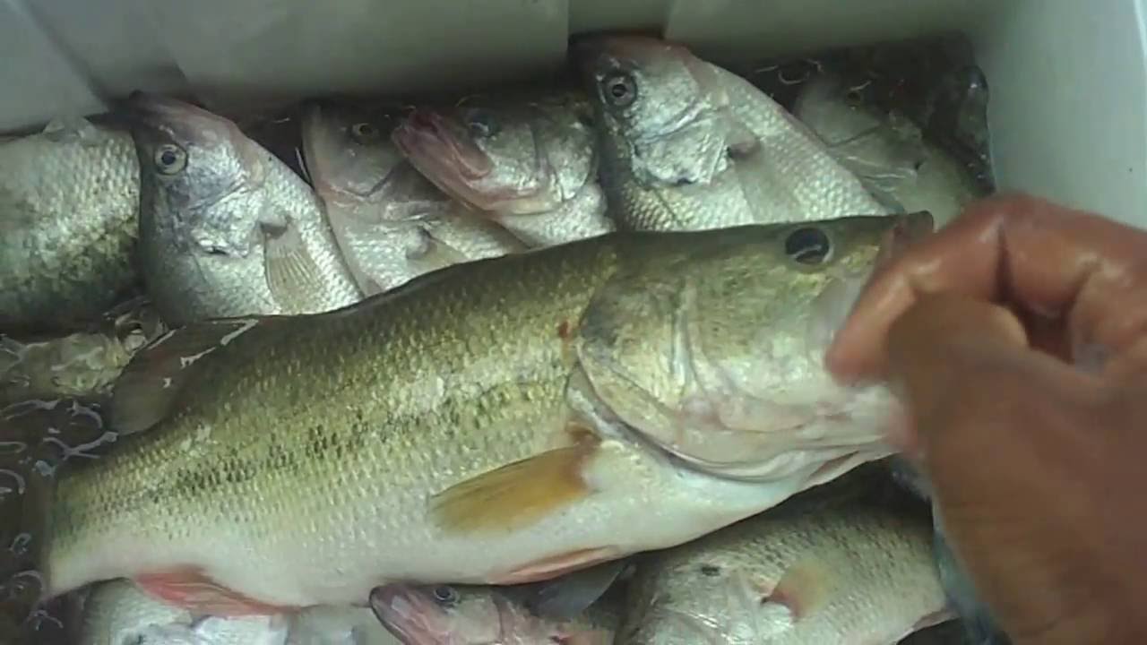 Fishing Results At Lake Ray Roberts - YouTube