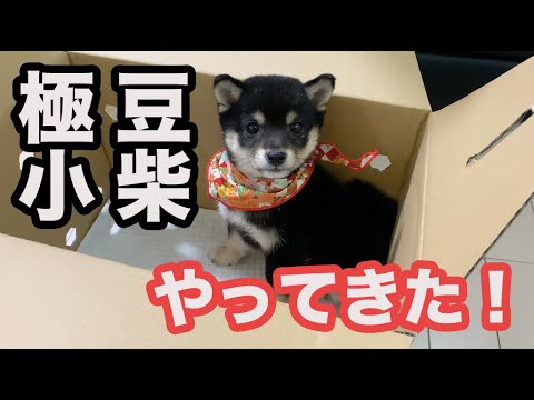 極小黒豆柴の子犬が家族になりました♪【柴犬】