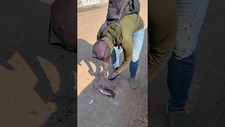 Slingshot Tilapia Fishing At Top Of Bridge! #shortvideo #shorts