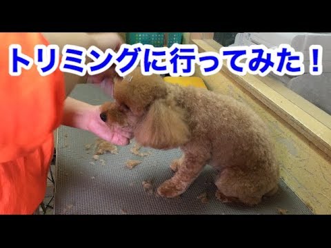 ＃１６　【トイプードルのチョコ＆シーズーのレオン】がトリミングに行って来た～