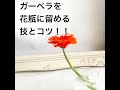 ガーベラを花瓶に留める簡単なワザ！！