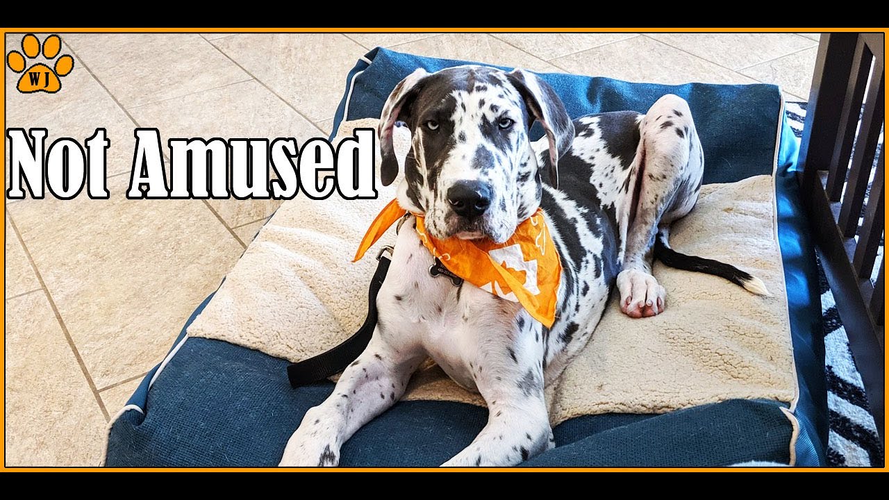 Sit, Stay, Good boy Dog Obedience Training YouTube