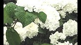 The Eccentric Opera ジ エキセントリック オペラ The Sally Gardens サリー ガーデン 柳の庭 Youtube The Eccentric Opera ジ エキセントリック オペラ The Sally Gardens サリー ガーデン 柳の庭 Youtube