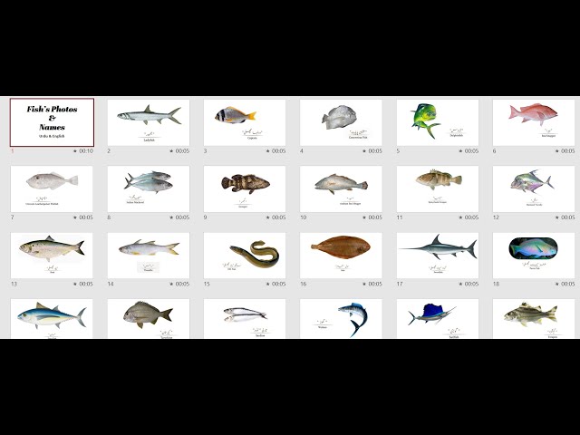 Some Species of Fish - This City