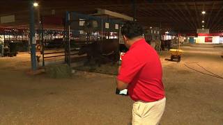 KTVBs Hector Mendoza asks a cow a Moooving question