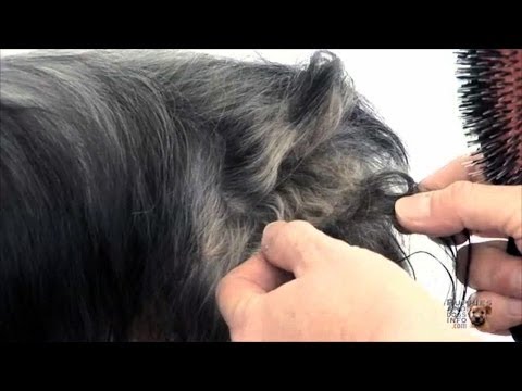वीडियो: कुत्तों में उलझे हुए बाल - उन्हें कैसे नियंत्रित करें और कब छोड़ दें - उलझे हुए कुत्ते के बालों को ठीक करना