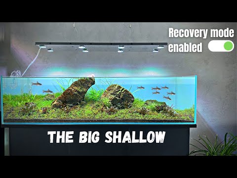 THE BLACK-OUT KILLED MY ALGAE!! 😎 BIG SHALLOW UPDATE + NEW FISH!