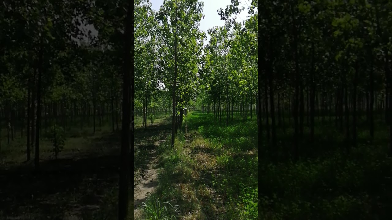 Poplar agro forest in Pakistan Charsadda KPK