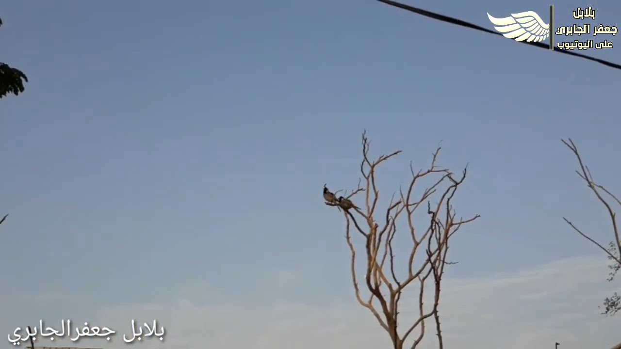 تكاثر البلابل صعب للي ميعرف اطباعهم وسلوكهم وسهل اذا تتبعت الخطوات والتغذيه من خلطات الثابته المواد